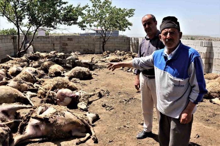 Sabah Uyanan Besici Hayatının Şokunu Yaşadı: Kurtlar 170 Küçükbaş Hayvanı Telef Etti