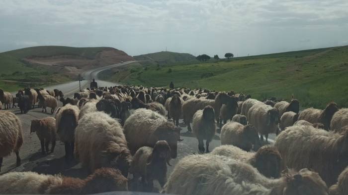 Göçerlerin Zorlu Yayla Yolculuğu Devam Ediyor