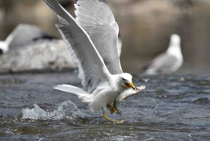 Bu Balıkları Sadece Martılar Avlayabiliyor