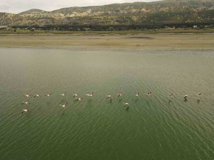 Kuraklıkla Boğuşan Burdur Gölünde Flamingoların Dansı