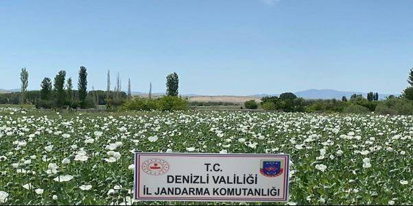 Jandarma 1 Milyon 295 Bin Kök Haşhaş Bitkisi Ele Geçirdi