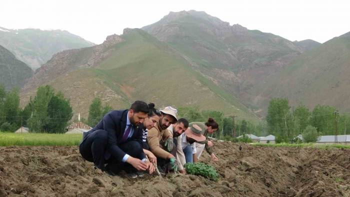 Cilo Dağı Eteklerinde Kapya Biber Ve Domates Üretimi