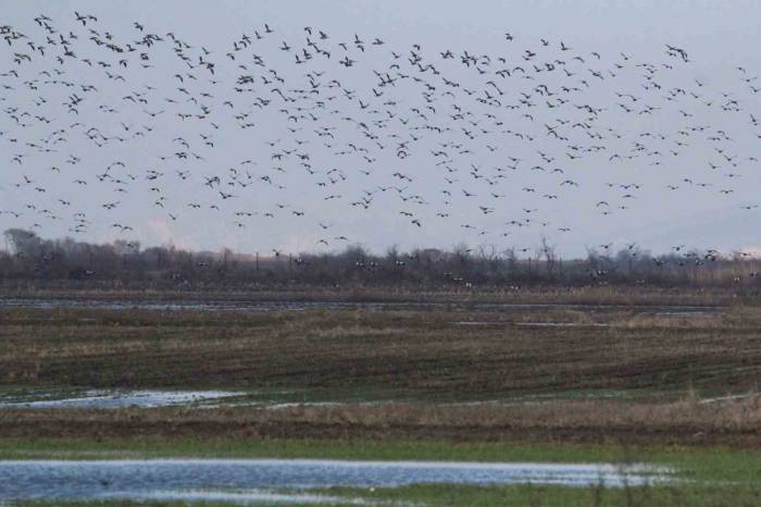 Çevre Gününde Acı Gerçek: 1 Milyon Kuşun Ölümüne Sebep Oluyor