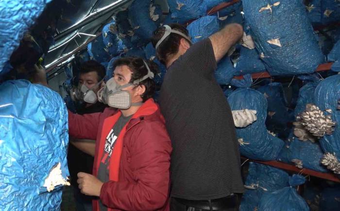 Çocukluk Arkadaşı 3 Mühendis İstiridye Mantarı Üretiyor: Kilosu 70 Liradan Satılıyor