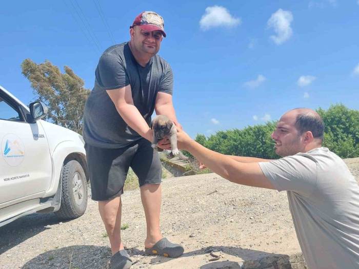 Tarsus’ta Köprü Altındaki Yavru 8 Köpek Kurtarıldı