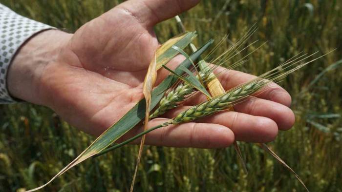 Prof. Dr. Kaya’dan Çiftçilere ’tarlalarınızı Kontrol Edin’ Uyarısı