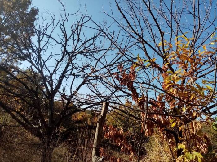 "kestanenin Geleceği Tehlike Altında"