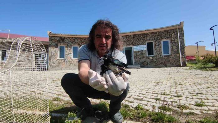 Saksağan Yavruları Emin Ellerde