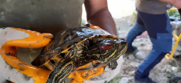 Ekodosd’tan “istilacı Tür” Uyarısı