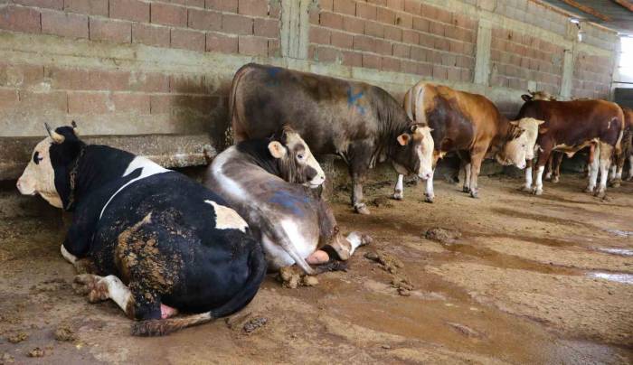 Kurbanlık Satışları Başladı, Hisseli Büyükbaş Satışları Arttı