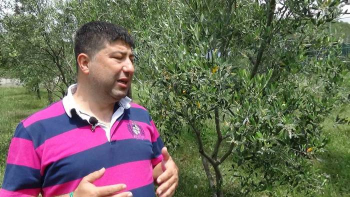 Zeytin Üreticisinin Gözü Haziran Yağmurlarında