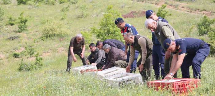 Elazığ’da Doğaya Keklik Salımı Yapıldı