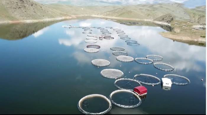 Kandil Barajında İlk Alabalık Hasadı Yapıldı, Avrupa Ve Rusya’ya Gönderilecek