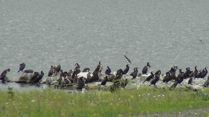 Kars Barajı Kuşlarla Şenlendi