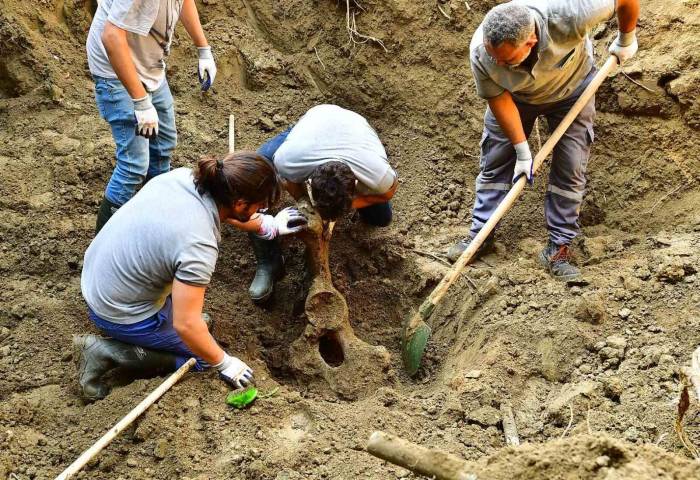 Mezarı Açıldı, 16 Yıl Önce Ölen Fil Pak Bahadır’ın Kemikleri Titizlikle Çıkarılıyor