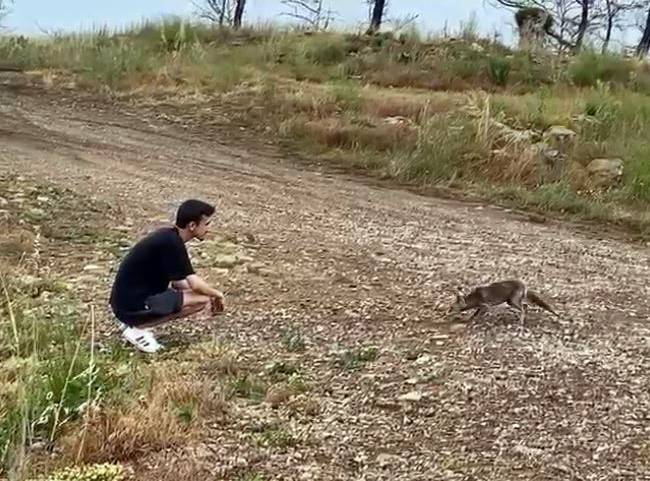Araçtan Börek Kabının Kapağını Çalıp Kaçan Tilki, Börek Teklifiyle Geri Döndü