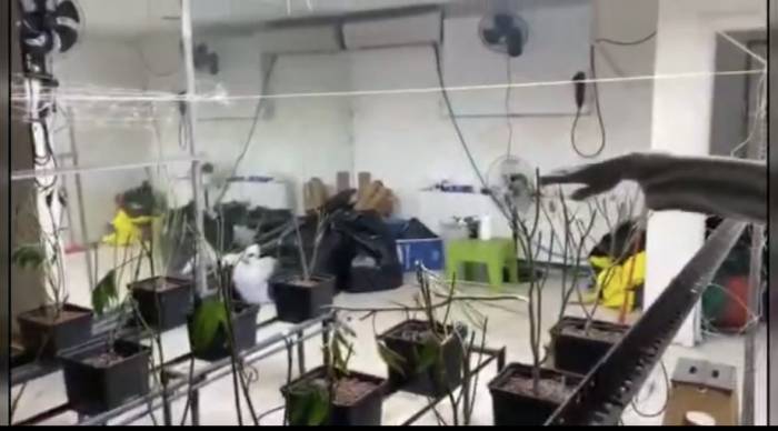 Sarıyer’de Sera Eve Operasyon Kamerada: 5 Milyon Liralık Marihuana Ele Geçirildi
