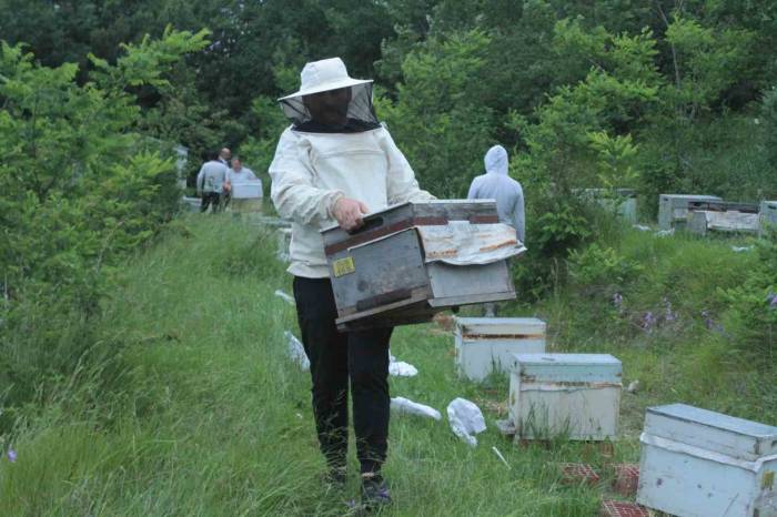 Ordulu Arıcılar ‘çiçek Balı’ İçin Yaylalara Göç Başlattı
