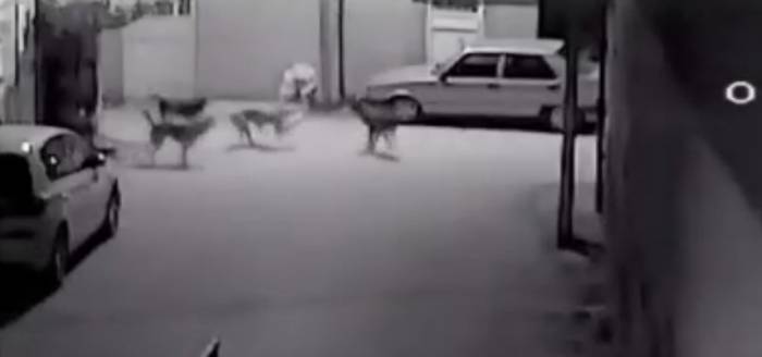 Sokak Köpeklerinin Kediyi Parçalama Anı Saniye Saniye Görüntülendi