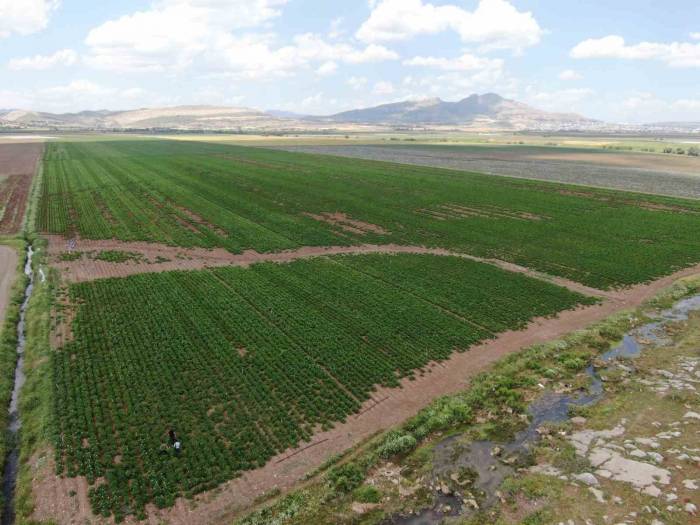 Diyarbakırlı Çiftçi, Kurbanlık Götürdüğü Adana’dan Patates İşiyle Döndü