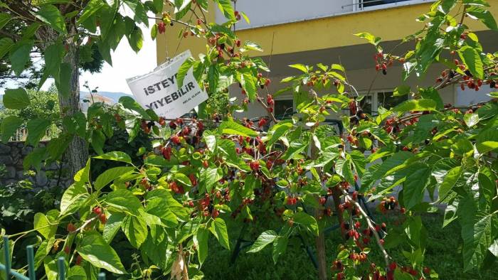 ‘göz Hakkı’ Diye Dut Ağacın Astığı Yazı Yürekleri Isıttı