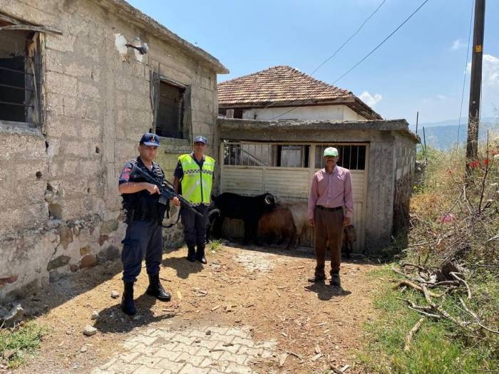 Kaybolan Keçileri Jandarma Buldu