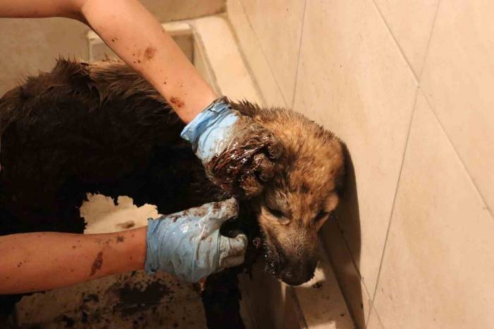 Zifte Yapışan Yavru Köpekler Hayata Dönüyor