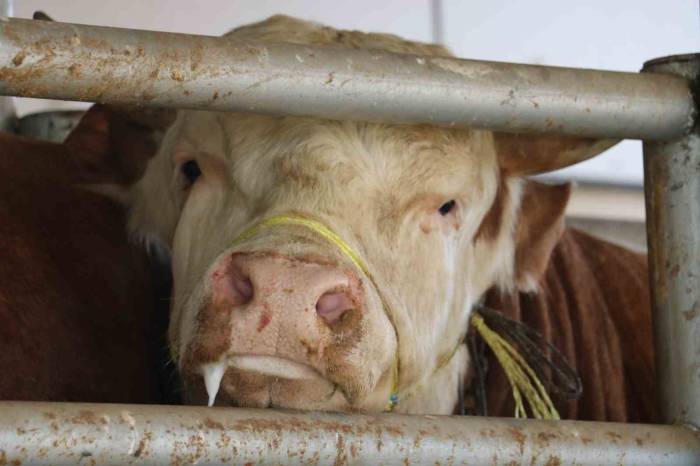 Uzmanından Uyarı! Şap Ve Tüberküloz’a Dikkat