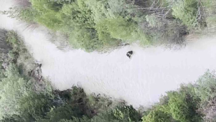 Sivas’ta Ayının Yavrusunu Ağzına Alıp Nehirden Geçirdiği Anlar Kamerada