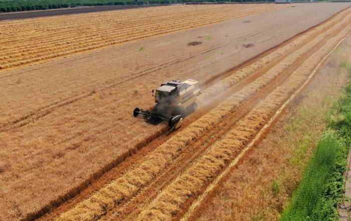 Cumhurbaşkanı Erdoğan’ın Buğday Fiyatı Açıklaması Adanalı Üreticileri Sevindirdi
