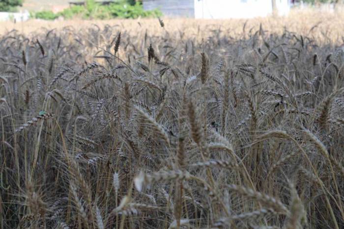 Yağmur Yağdı, Buğdaylar Tarlada Kaldı