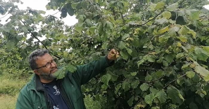 Karadeniz’de Sağanak Yağışlar Ve Güneşsiz Geçen Günler Fındık Üreticilerini Kara Kara Düşündürüyor