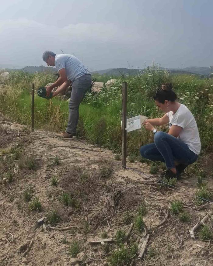 Didim’in Pamuğu Temiz Çıktı
