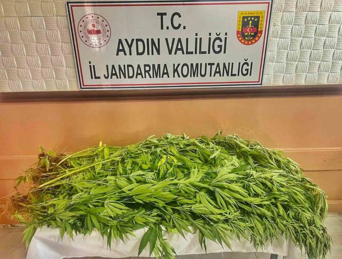 Evlerinin Bahçesinde Uyuşturucu Yetiştiren Dört Şüpheli Yakalandı