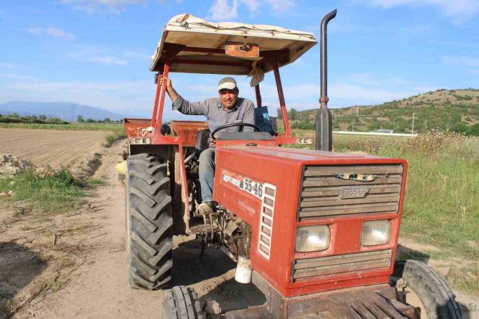 Pamuk Ekimleri Yağmur Engeline Takıldı