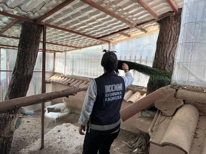 Yabani Hayvan Çiftliğine Dönüştürülen Villaya Operasyon: 12 Geyik Ve 6 Tavus Kuşuna El Konuldu