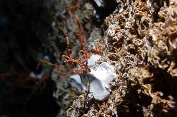 Denizin Dibine Bakın Ne Ekiyorlar