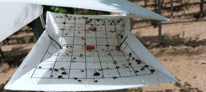 Tarım Alanlarını Korumak İçin Tuzaklar Kuruldu