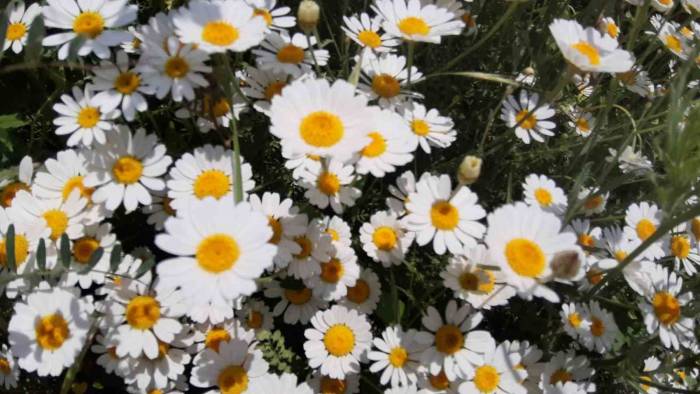 Yağmurdan Sonra Açan Çiçekler Görsel Şölen Oluşturdu