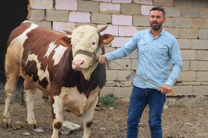 1 Tonluk "çalo", 130 Bin Liradan Alıcısını Bekliyor