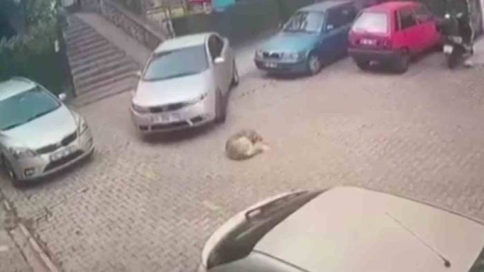 Kartal’da Yerde Yatan Köpeği Otomobiliyle Ezerek Telef Etti