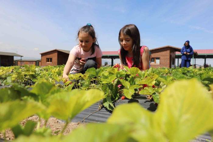 Büyükşehir’in Doğal Ürünler Bahçesi Minkleri Ağırladı