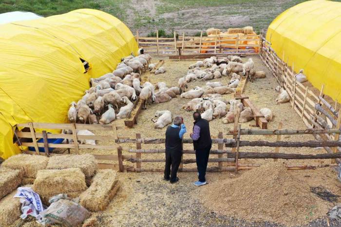 Keçiören’de Kurban Pazarı Kuruldu, Satışlar Başladı