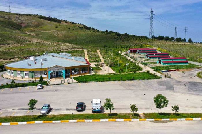 Van’daki Barınak Sokak Hayvanlarına Şifa Dağıtıyor