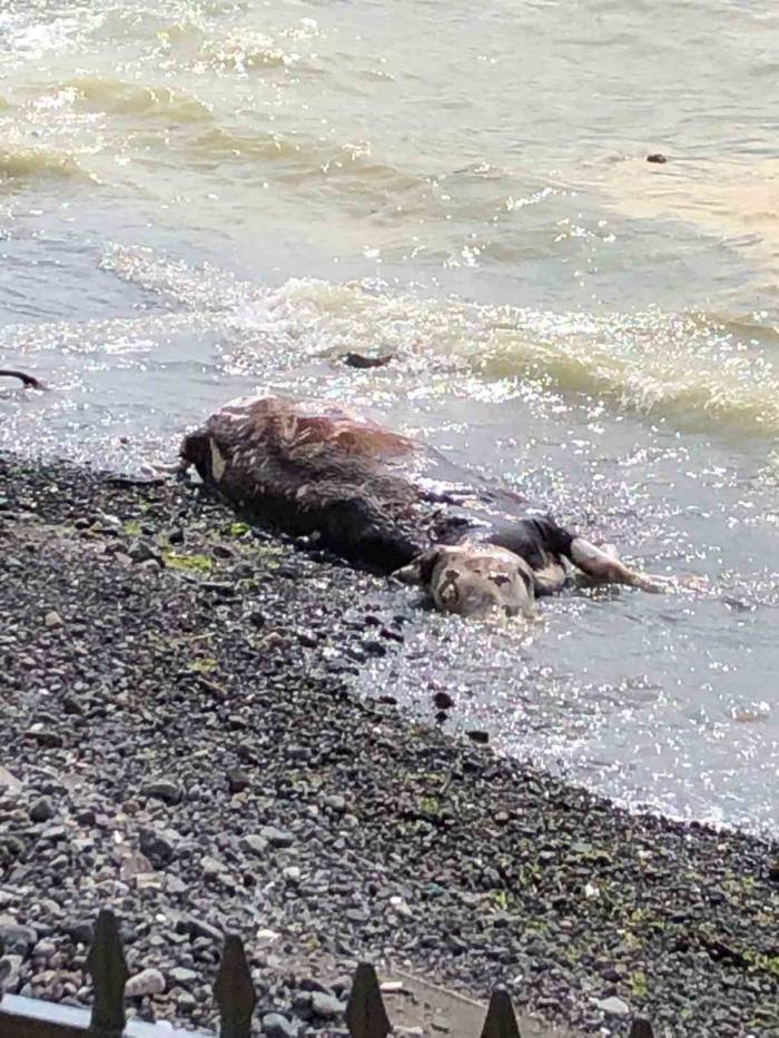 Sahile Vuran Ölü İnek Şaşkına Çevirdi