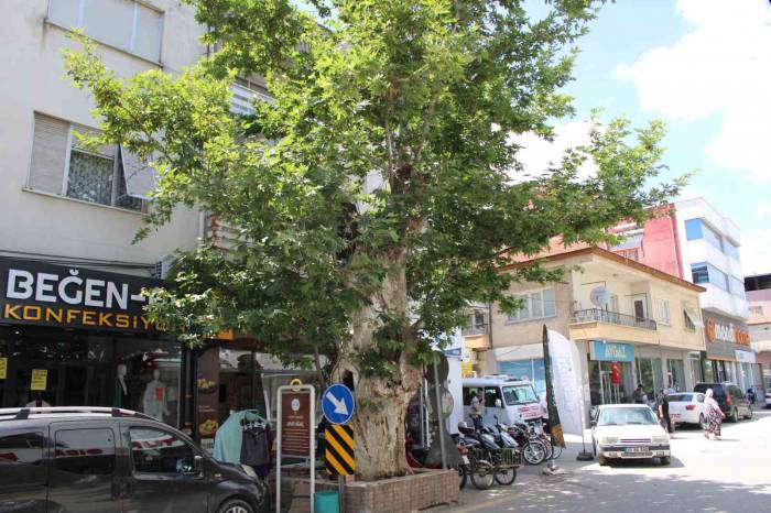 Asırlık Çınar Ağacının Hikayesi Duyanların Yüreğini Dağlıyor