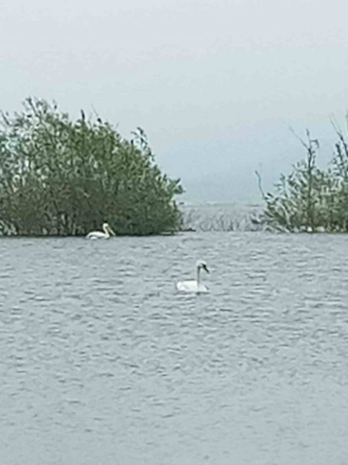 Göç Eden 6 Pelikan Ve 1 Kuğu Bolu’da Görüntülendi