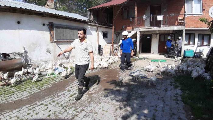 Hindi Çiftliğinde Yangın Çıktı
