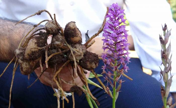 Pınarhisar’da Salep Hasadı Başladı