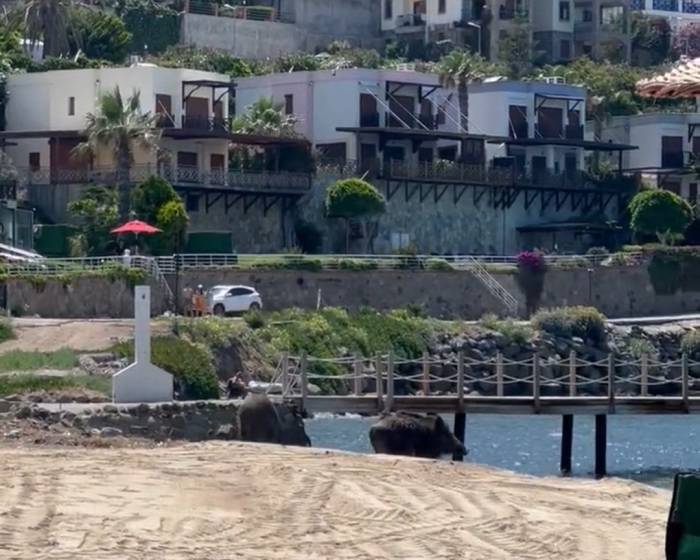 Bodrum’da Sahili Domuzlar Bastı, O Anlar Kameralara Yansıdı